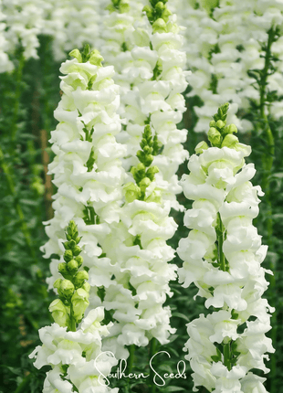 Snowflake Snapdragon (Antirrhinum majus) – 200 Seeds