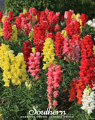 Tetra Snapdragon Mix – 200 Seeds