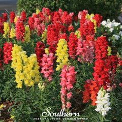 Collection image for: Snapdragon