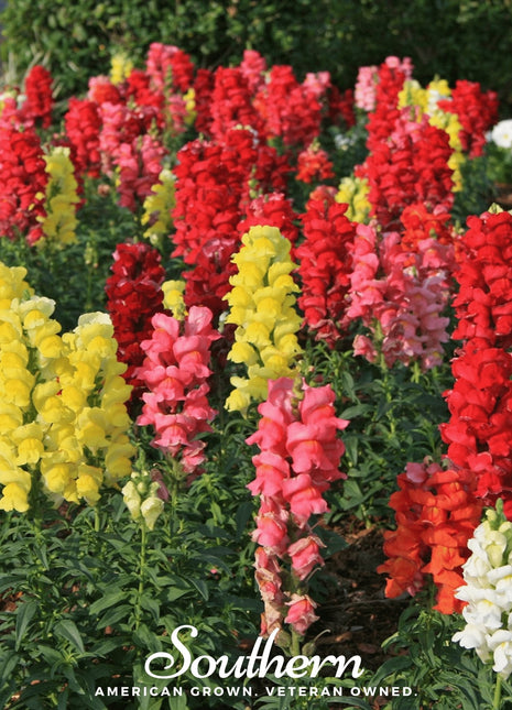 Tetra Snapdragon Mix – 200 Seeds