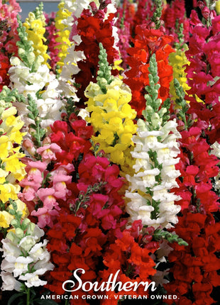 Tetra Snapdragon Mix – 200 Seeds