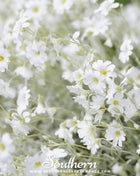 Snow in Summer Chickweed – 100 Seeds