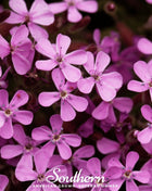 Rock Soapwort – 100 Seeds