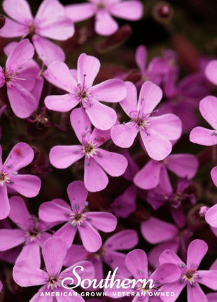 Rock Soapwort – 100 Seeds