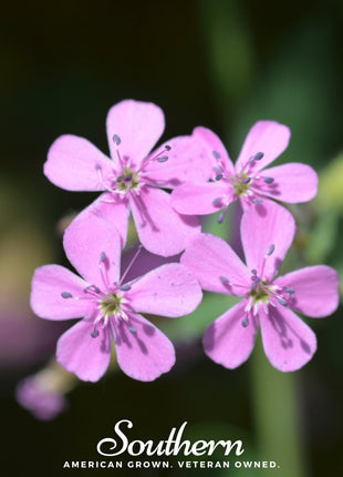 Rock Soapwort – 100 Seeds