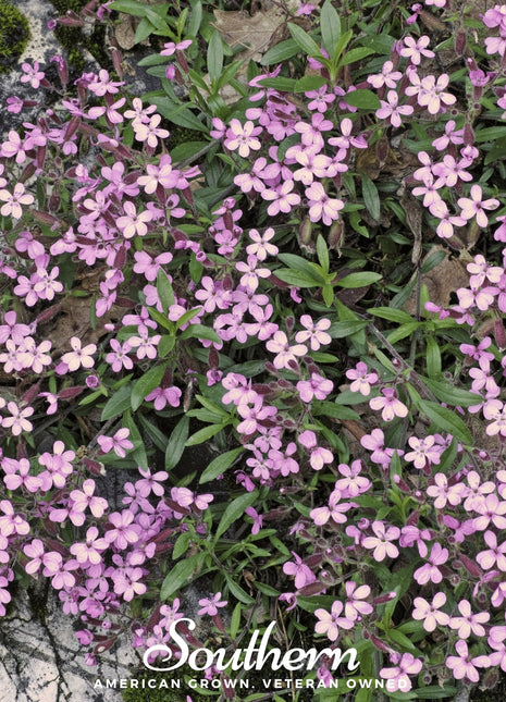 Rock Soapwort – 100 Seeds