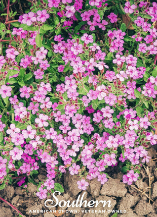 Rock Soapwort – 100 Seeds