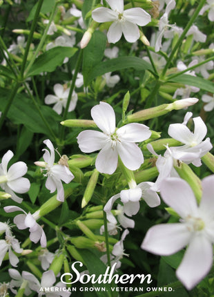 Soapwort – 100 Seeds