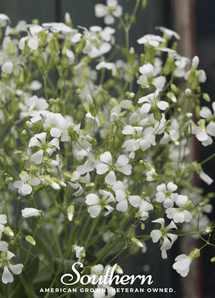 Soapwort – 100 Seeds