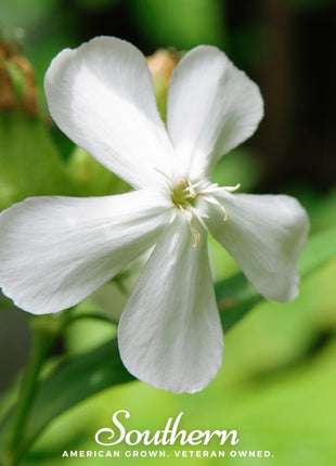Soapwort – 100 Seeds