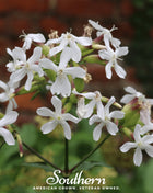 Soapwort – 100 Seeds