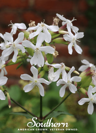 Soapwort – 100 Seeds