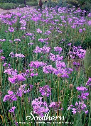 Society Garlic – 20 Seeds