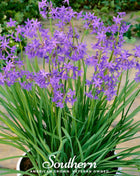 Society Garlic – 20 Seeds