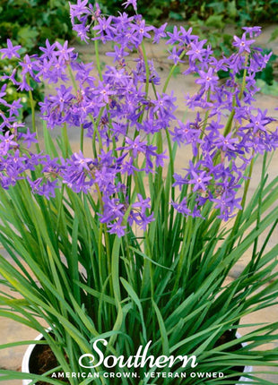 Society Garlic – 20 Seeds