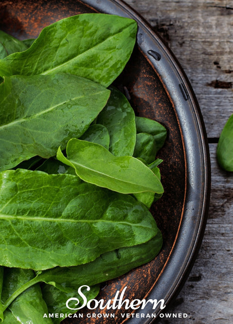 Garden Sorrel – 200 Seeds