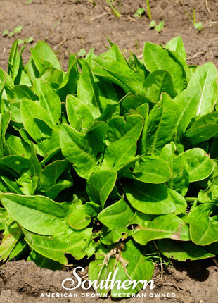 Garden Sorrel – 200 Seeds
