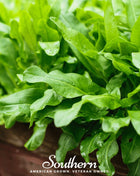 Garden Sorrel – 200 Seeds