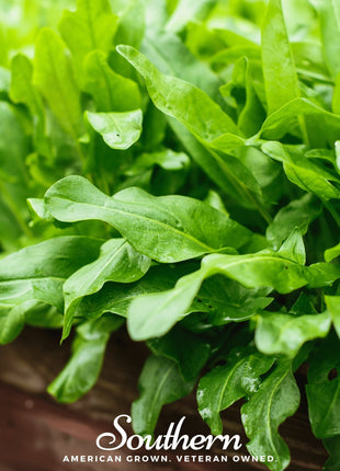 Garden Sorrel – 200 Seeds