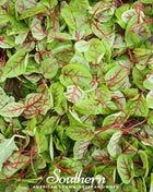 Red Veined Sorrel – 200 Seeds