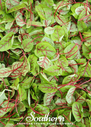 Red Veined Sorrel – 200 Seeds