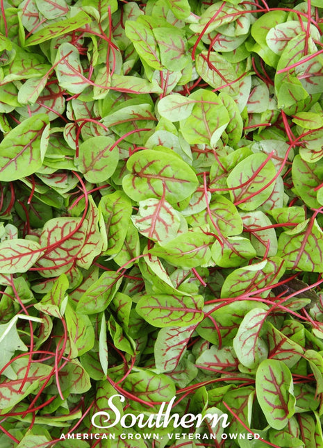 Red Veined Sorrel – 200 Seeds