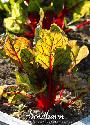 Red Veined Sorrel – 200 Seeds