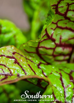 Red Veined Sorrel – 200 Seeds