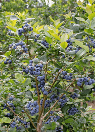 Southern Highbush Blueberry – 50 Seeds
