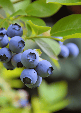 Southern Highbush Blueberry – 50 Seeds