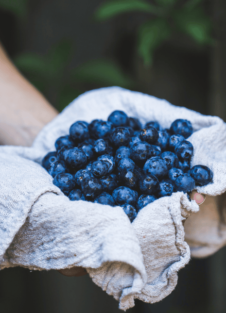 Southern Highbush Blueberry – 50 Seeds