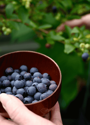 Southern Highbush Blueberry – 50 Seeds