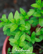 Spearmint – 200 Seeds