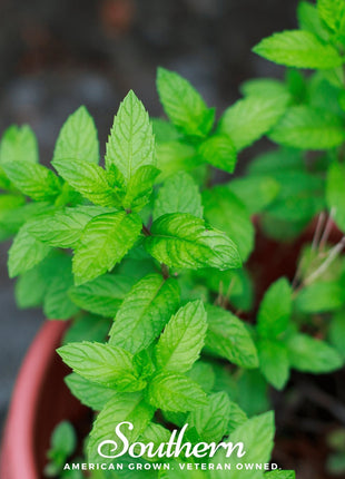 Spearmint – 200 Seeds