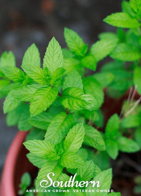 Spearmint – 200 Seeds