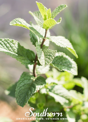 Spearmint – 200 Seeds