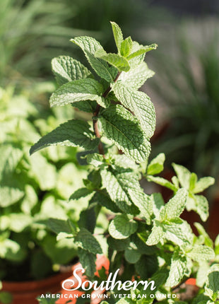Spearmint – 200 Seeds