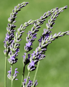 Spike Lavender – 100 Seeds