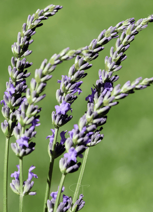 Spike Lavender – 100 Seeds