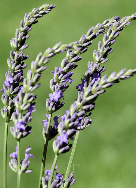 Spike Lavender – 100 Seeds