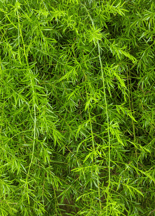 Sprengeri Asparagus Fern – 15 Seeds