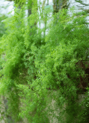 Sprengeri Asparagus Fern – 15 Seeds