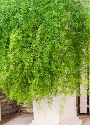 Sprengeri Asparagus Fern – 15 Seeds