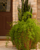 Sprengeri Asparagus Fern – 15 Seeds