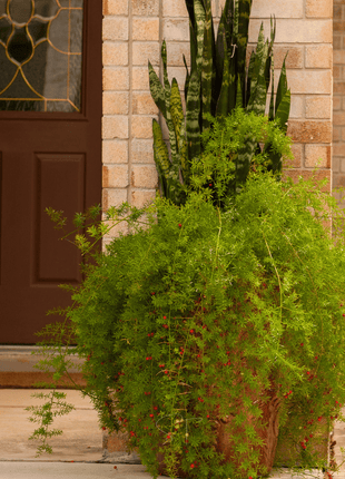 Sprengeri Asparagus Fern – 15 Seeds