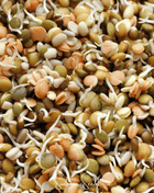 Crunchy Lentils Sprout Mix – 500 Seeds