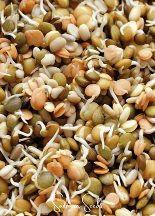 Crunchy Lentils Sprout Mix – 500 Seeds