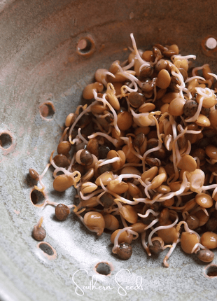 Crunchy Lentils Sprout Mix – 500 Seeds