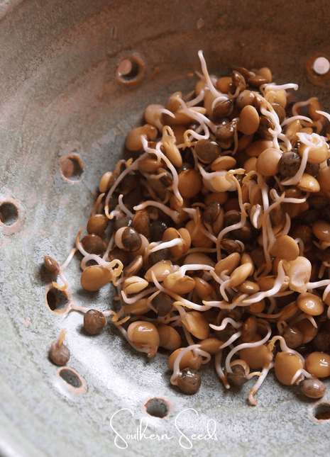 Crunchy Lentils Sprout Mix – 500 Seeds