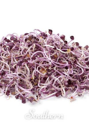 Rambo Purple Sprout – 100 Seeds